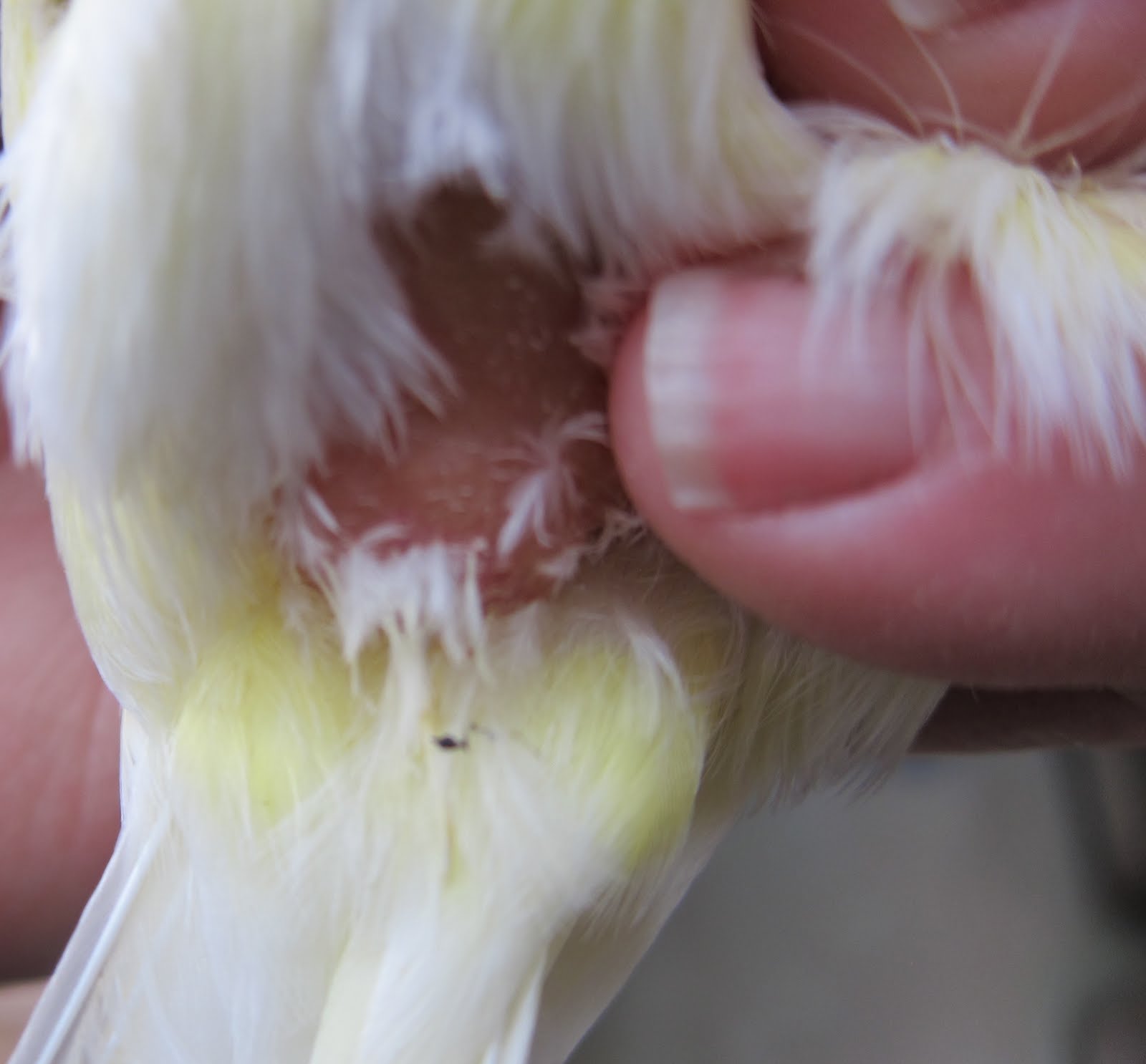 Canary Tales Oh No, Docile Hens with Developed Vents