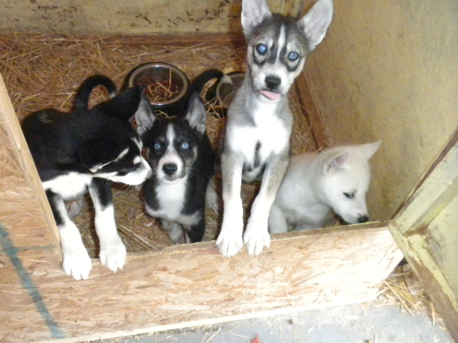 brown husky puppy puppy dogs brown siberian husky puppies brown husky puppy puppy dogs brown siberian husky puppies