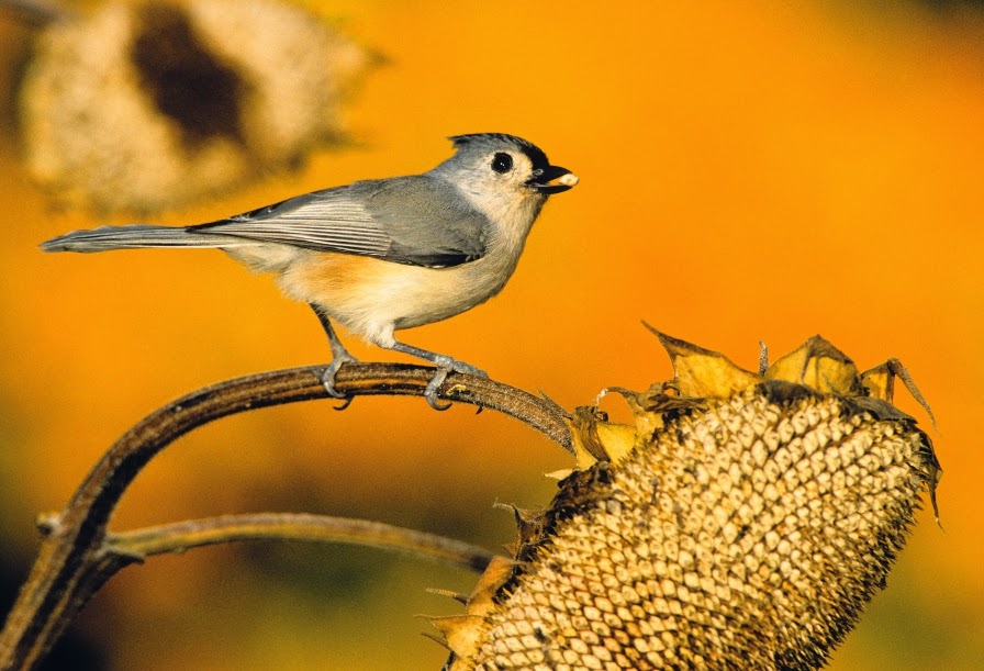 wild birds unlimited october 2014 wild birds unlimited october 2014
