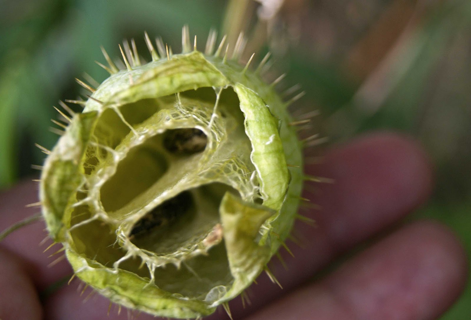 Green spike ball found in woods. Details in comments. r/whatsthisplant