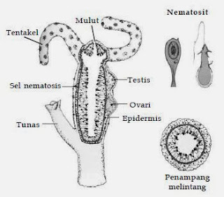 Struktur tubuh Hydra