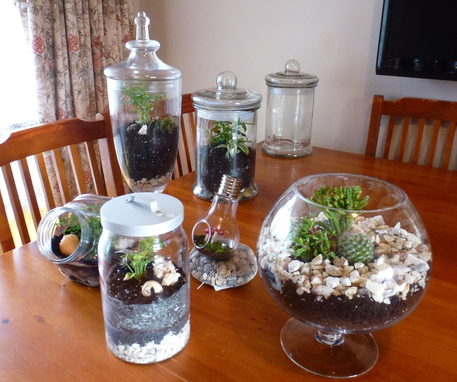 Start To Grow Terrariums