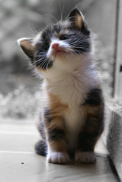 Adorable Kitten pictures