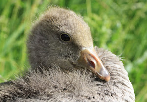 Greylag Goose