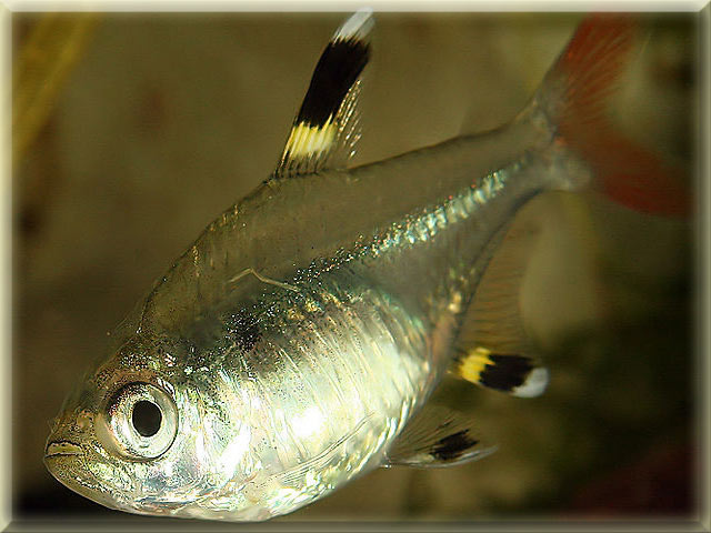 freshwater fish that start with x letter animals name a to z freshwater fish that start with x letter animals name a to z