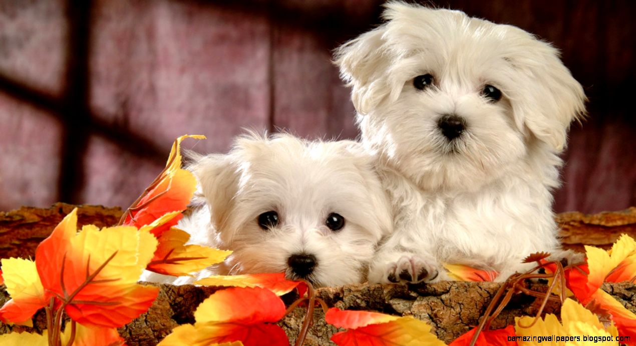 Cute Dog HD Wallpapers 2015 etc FN Cute Dog HD Wallpapers 2015 etc FN