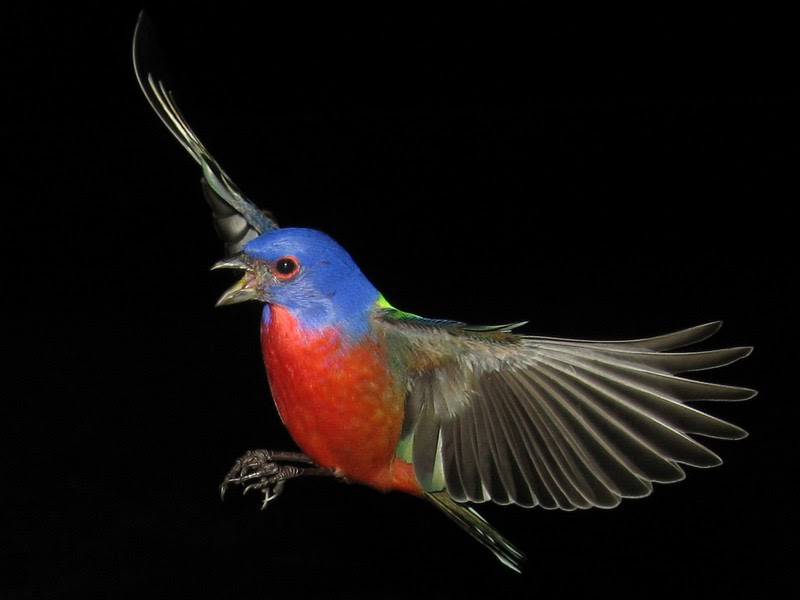 Phillip's Natural World Painted Bunting