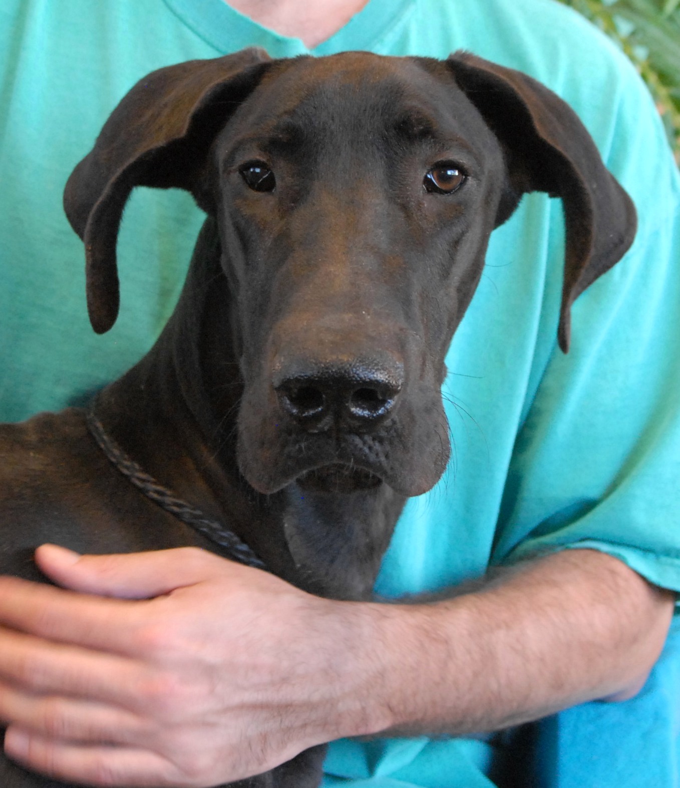 dane rescue puppy adoption debuting spca dog animal nevada
