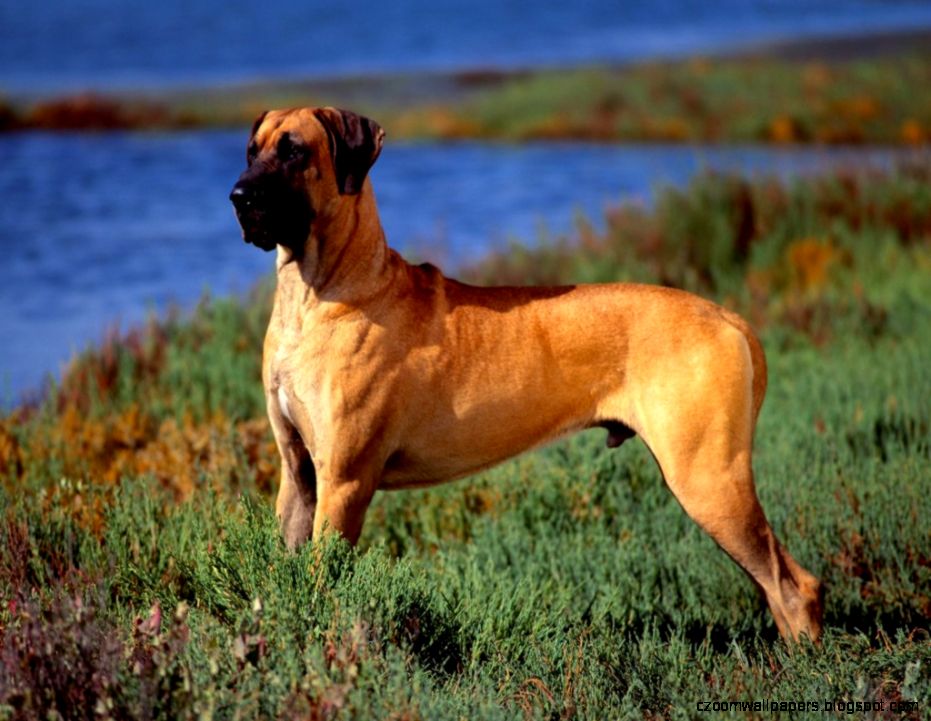 Great Dane New Wallpaper Great Dane Pictures Cool Wallpapers Great Dane New Wallpaper Great Dane Pictures Cool Wallpapers