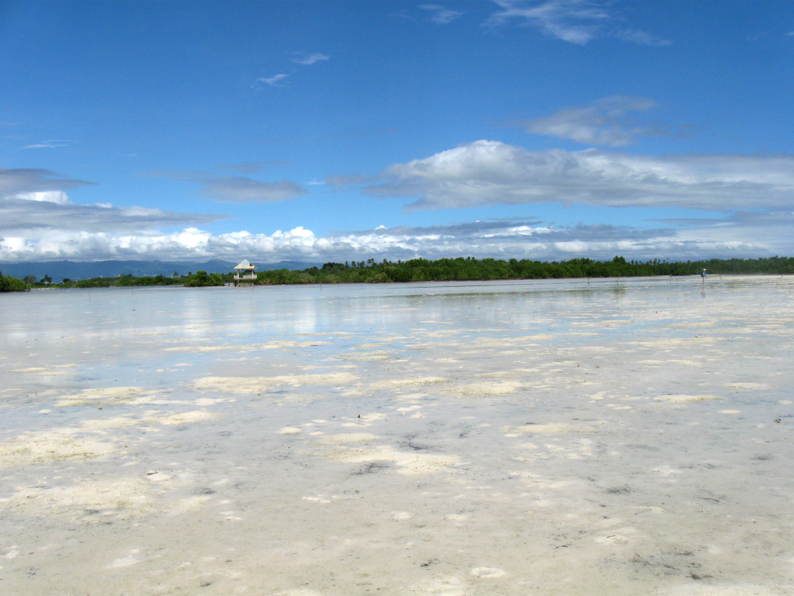 maiabird's brain Olango is Love!