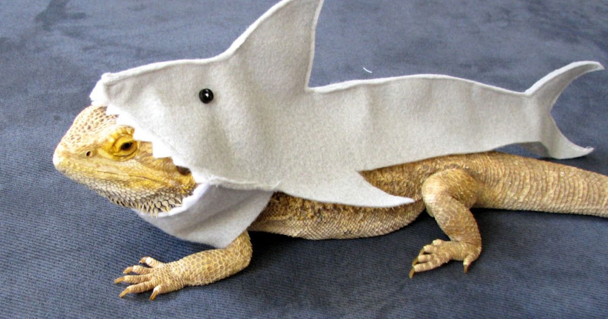 taco-tuesday-bearded-dragon-costume.jpg