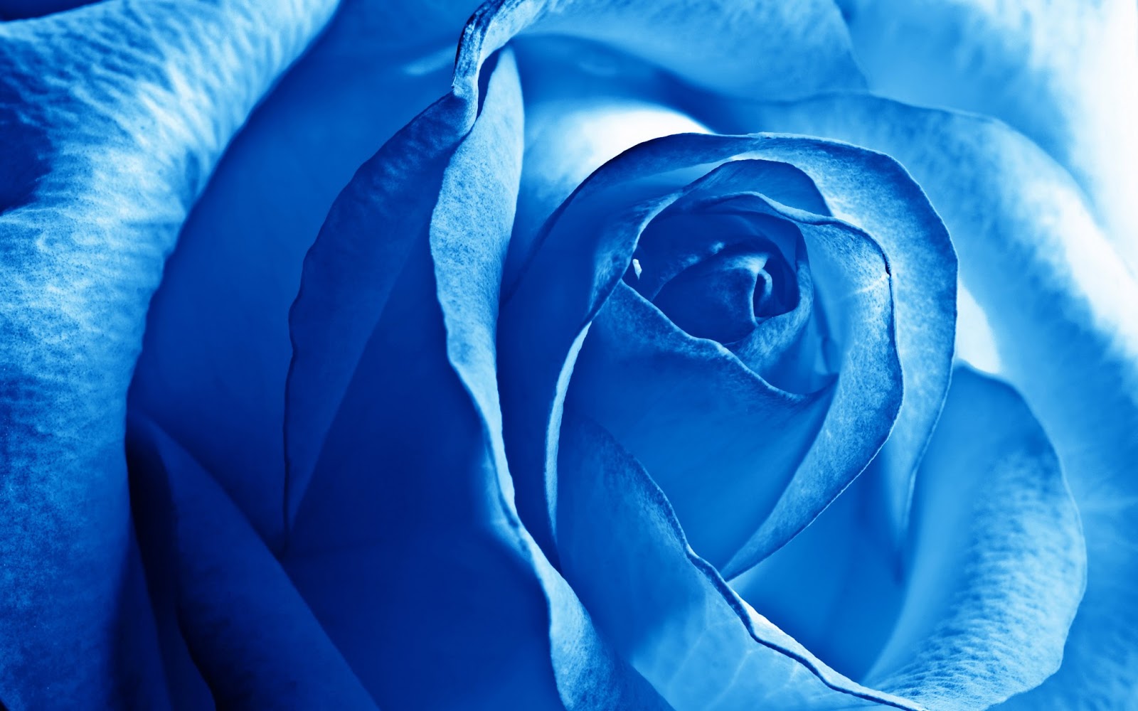 Blue Rose ~ Maybe Navy Blue