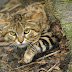 Philadelphia Zoo's Black-footed Kittens - what they don't tell you