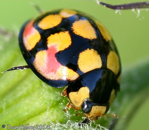 South African Photographs Ladybird Cheilomenes sulphurea