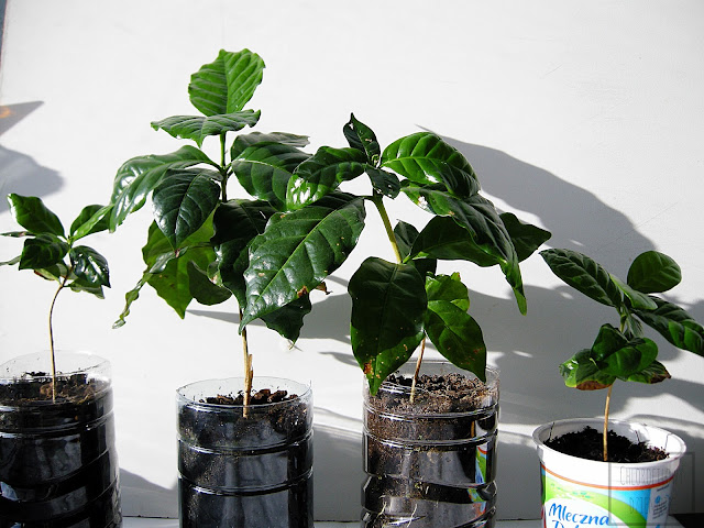 Kawa arabska (Coffea arabica) sadzonki, siewki. Przesadzanie, pielęgnacja, uprawa.