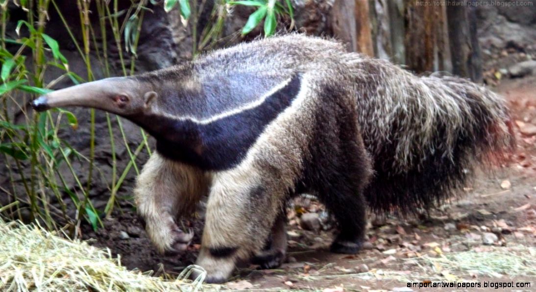 Kamal Shah Giant Anteater HD Wallpapers Kamal Shah Giant Anteater HD Wallpapers