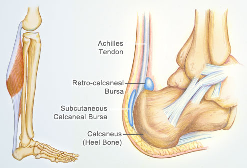 Calf Muscle Tendon
