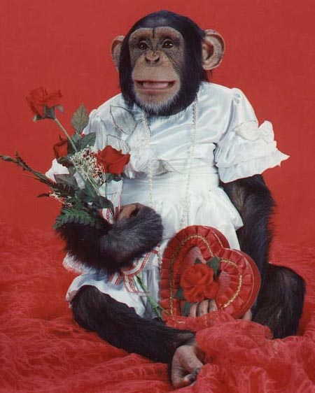 Happy Valentines Monkey
