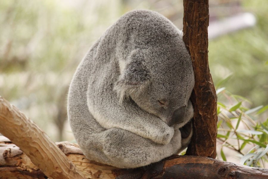 30 Adorable Photos of Koalas Sleeping on Trees Best Photography, Art