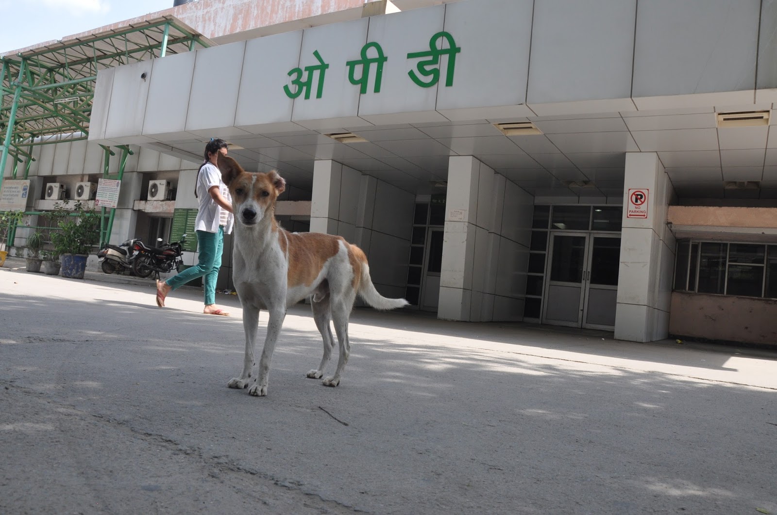 Gurgaon News Dog in Civil Hospital Gurgaon