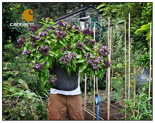 Garden Of Aaron In The Merry Month Of May