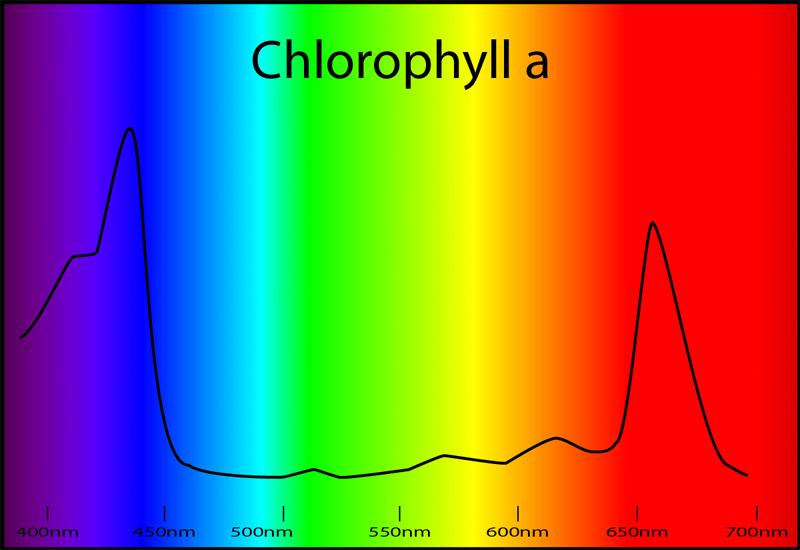 Ciencias de Joseleg Los colores que absorbe y refleja la clorofila