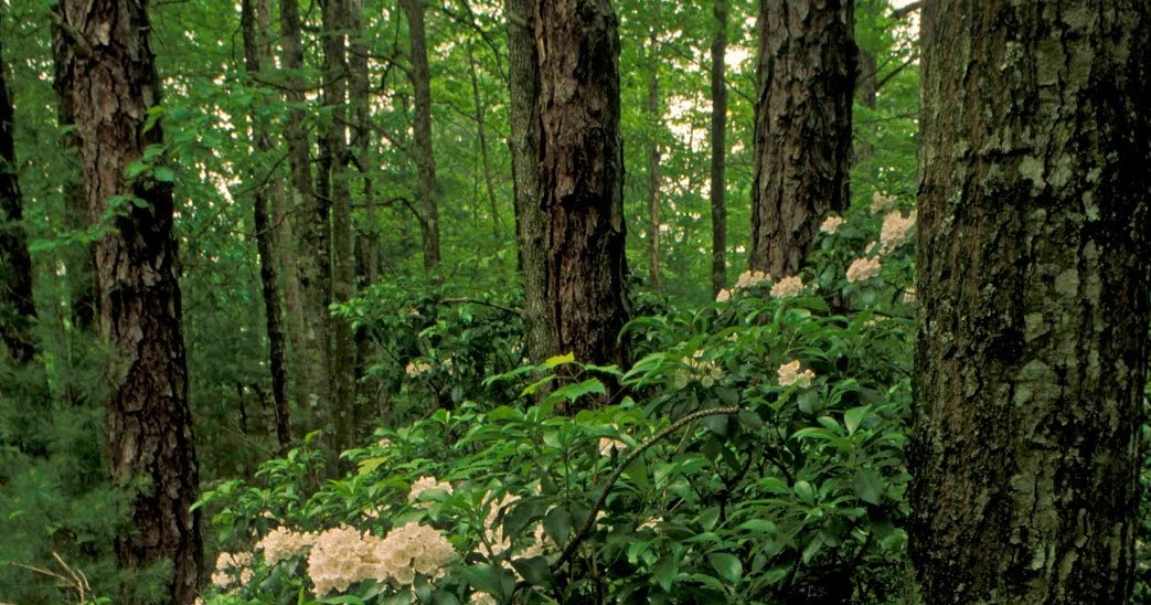 Kentucky Native Plant and Wildlife Plant of the Week Mountain Laurel