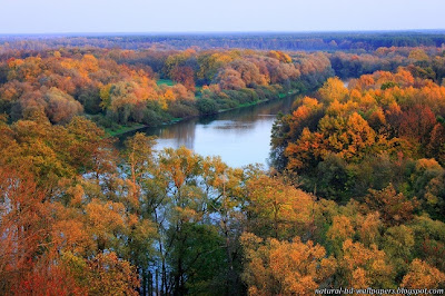 Beautiful River view surrounded by trees