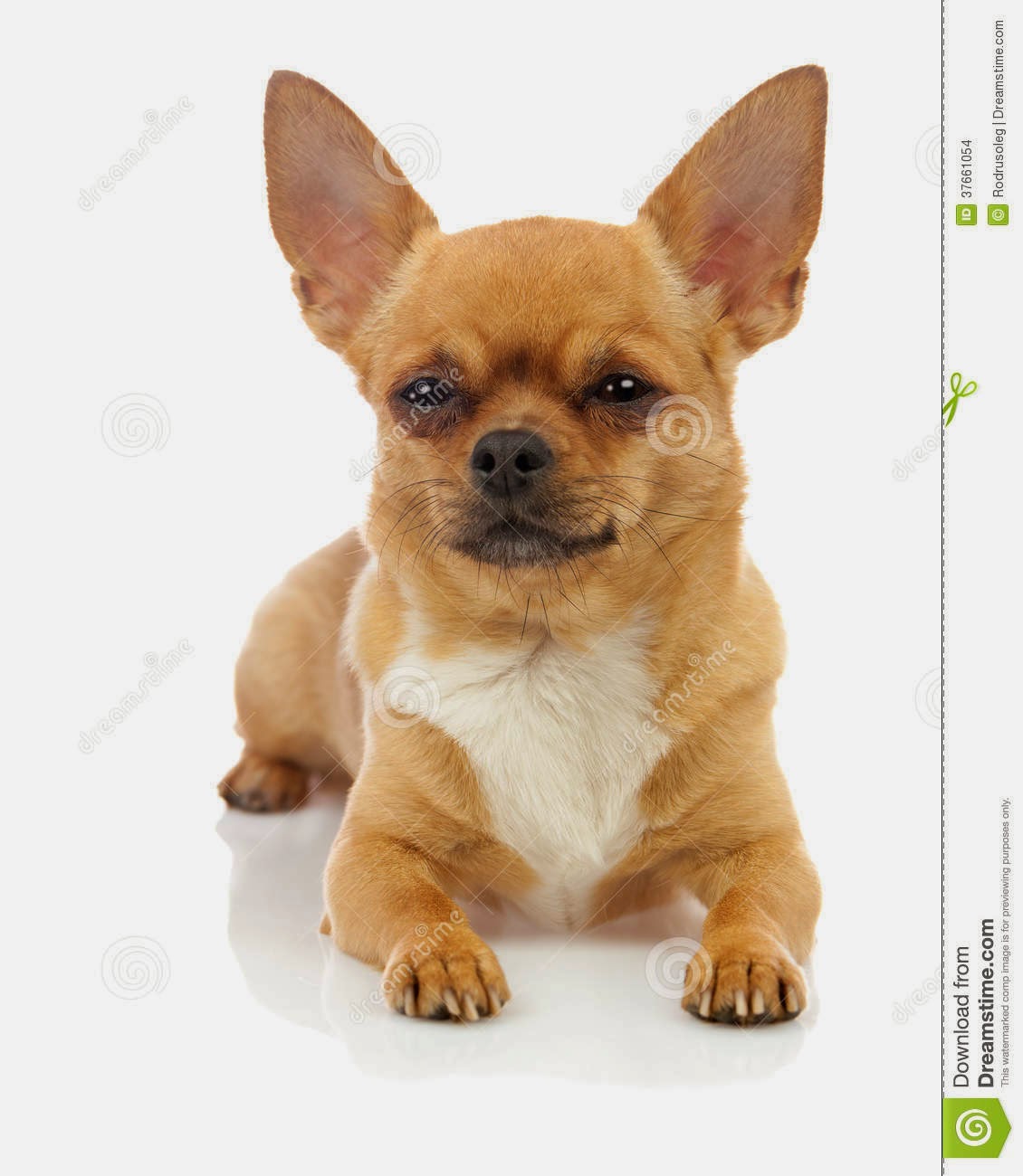 Gunggung Gambar 4 Anjing Chihuahua