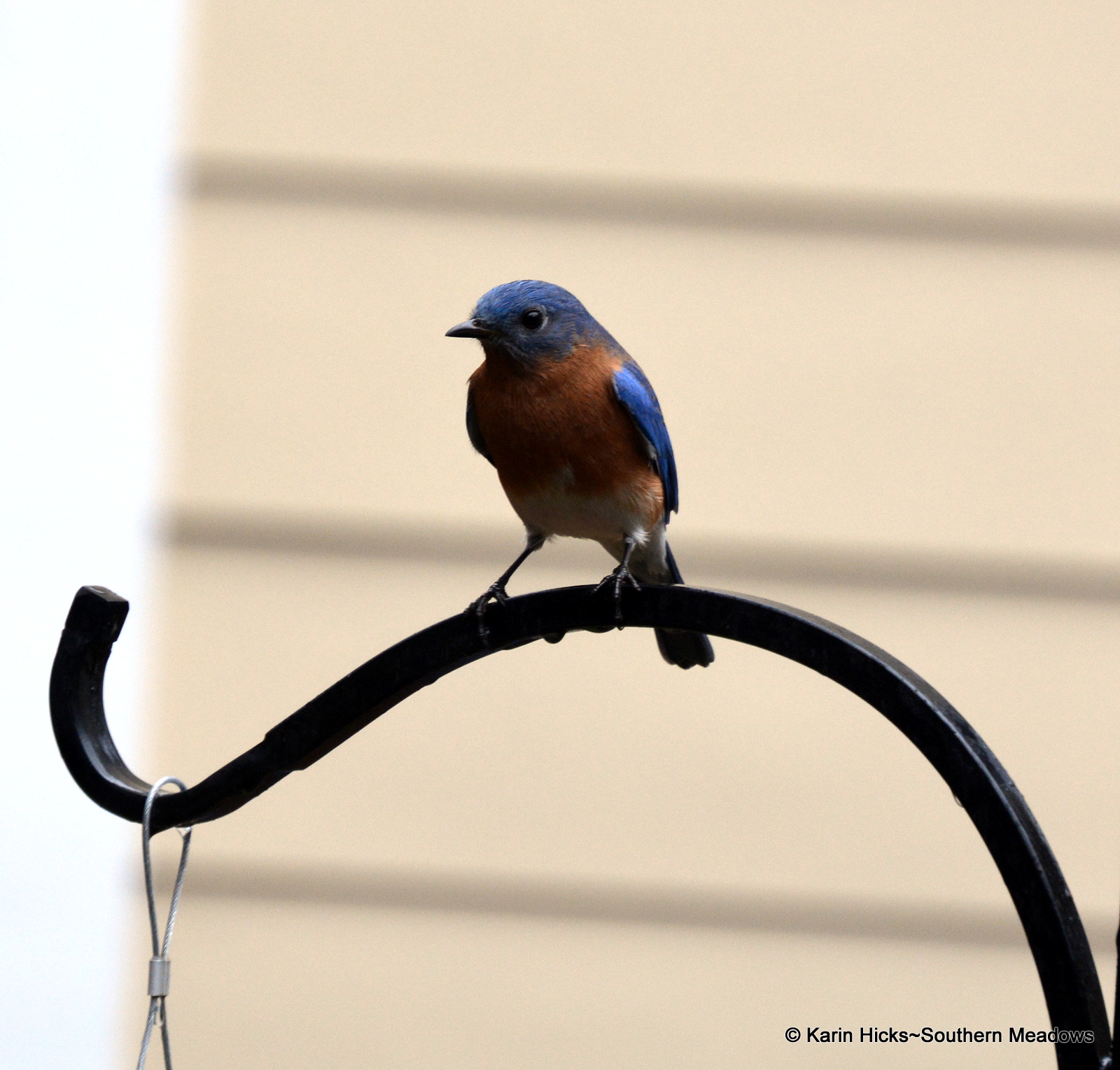 Feeding Bluebirds in Winter