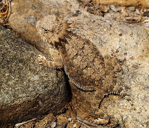 horned-lizard-behavior.jpg