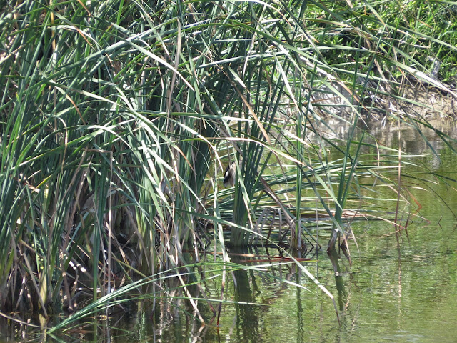 Little Bittern - Spain