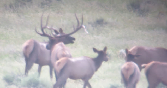 Elk+Hunting+in+Unit+9+Arizona+with+Colburn+and+Scott+Outfitters+1.jpg