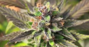 Cannabis medicinal estudada ampliação dos conhecimentos sobre maconha