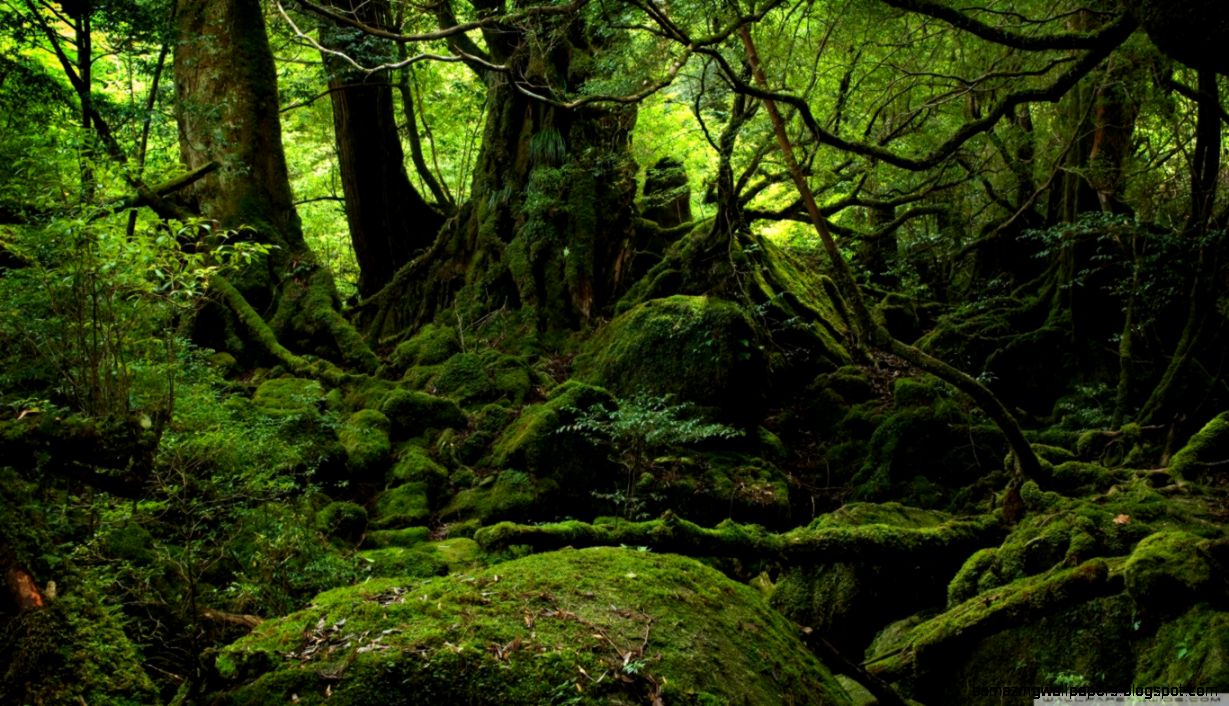 Rainforest HD desktop wallpaper High Definition Fullscreen Rainforest HD desktop wallpaper High Definition Fullscreen