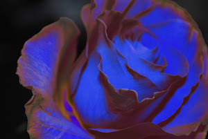 My Blue Rose