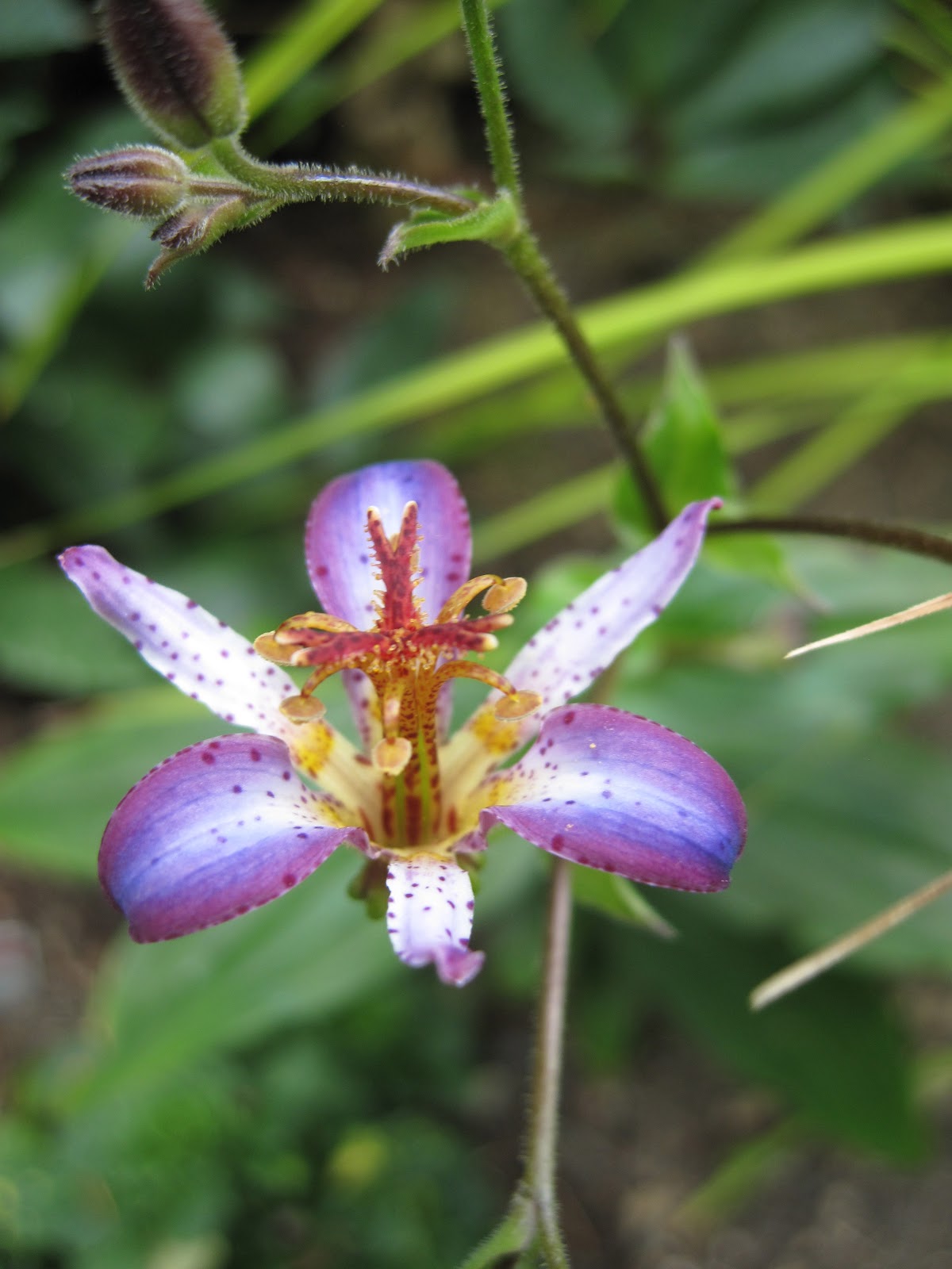 Bonney Lassie My Toad Lily Miracle