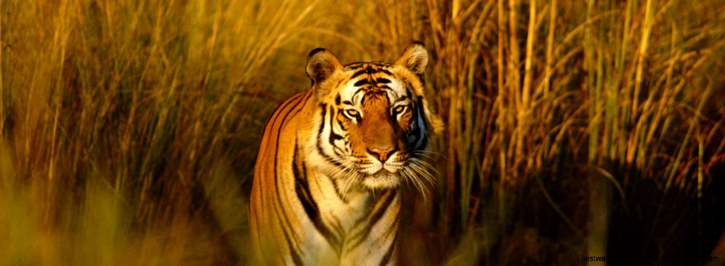 Tiger Species WWF Tiger Species WWF