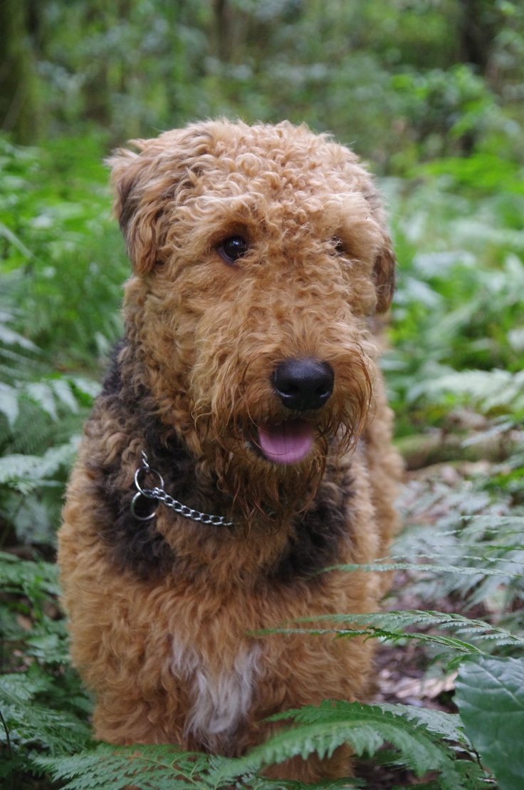 Pet's We Love Top 5 Dog Breeds That Totally Love Warm Weather