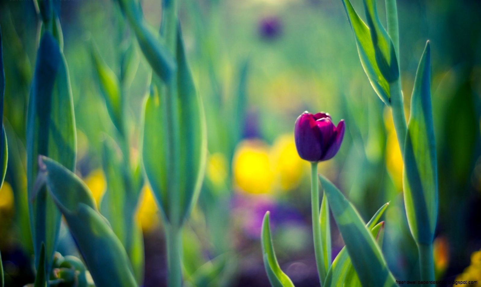 Spring Leaves Flower Tulip Purple HD Wallpaper FreeWallsUp Spring Leaves Flower Tulip Purple HD Wallpaper FreeWallsUp