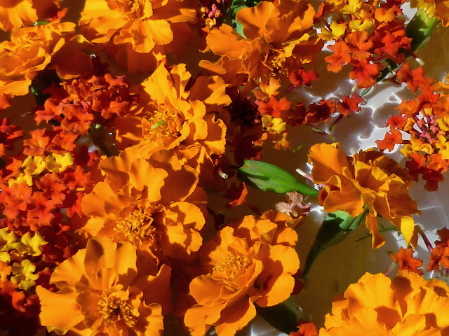 marigolds and lantana