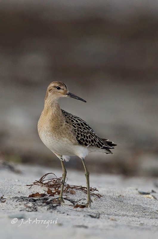 Combatiente, Philomachus pugnax, Ruff Combatiente, Philomachus pugnax, Ruff