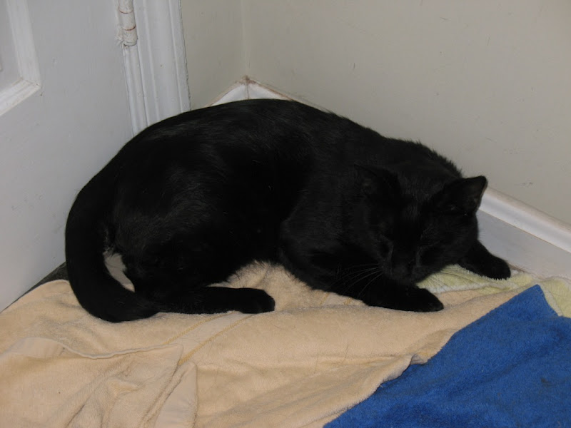 Tramadol for cats foaming in the mouth