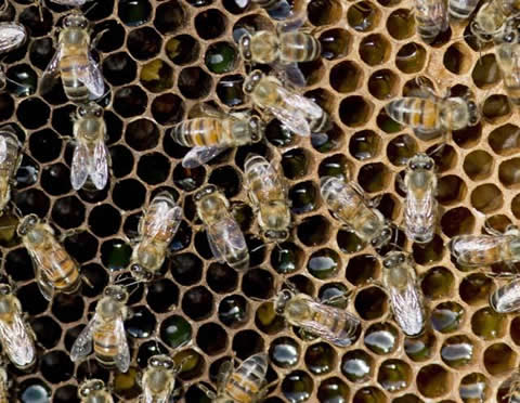 GARGOLA: LA DESAPARICIÓN DE LAS ABEJAS GARGOLA: LA DESAPARICIÓN DE LAS ABEJAS