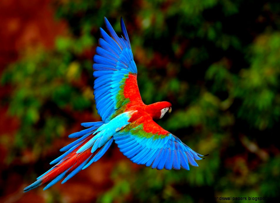 Beautiful Wallpaper Free Bird Photos Of Download 1024x768PX Beautiful Wallpaper Free Bird Photos Of Download 1024x768PX