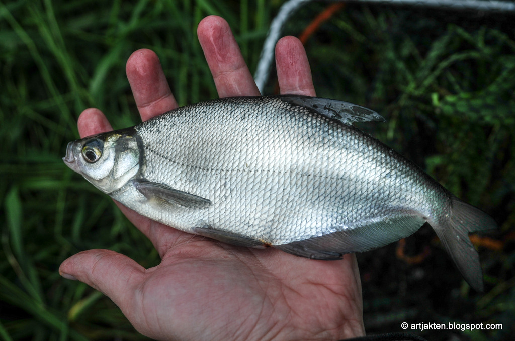 skriva på dejtingsida