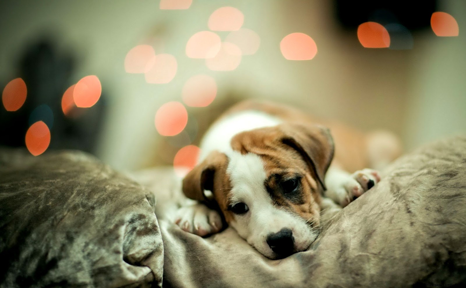 Free Miss You Cute Dog Desktop Free Miss You Cute Dog Desktop