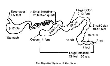 The digestive apparatus of animals, Anatomically digestive apparatus in