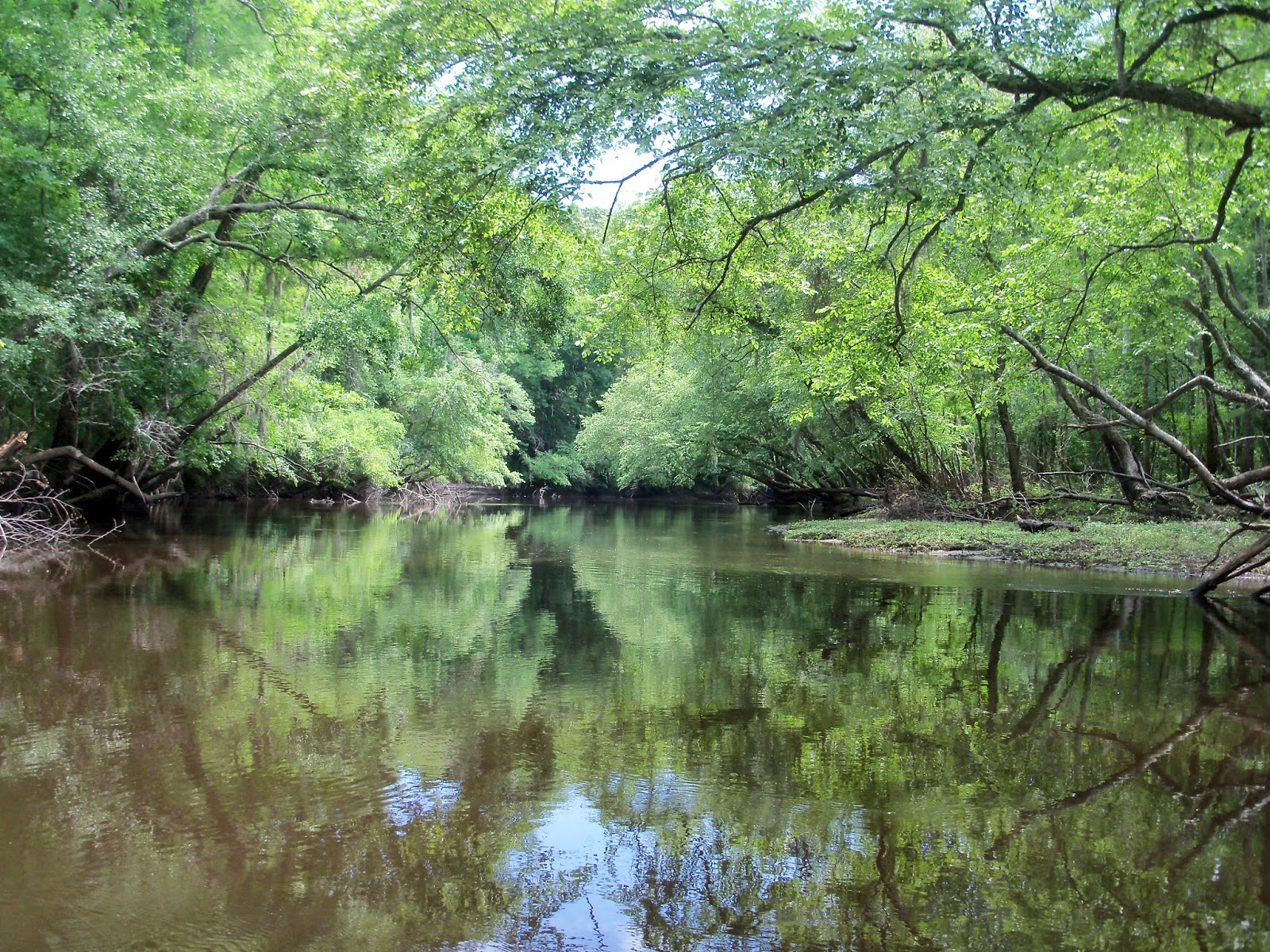 Canoeing SC's Rivers 2014 May 26 27 Edisto River Hwy 21 to Givhans Ferry State Park