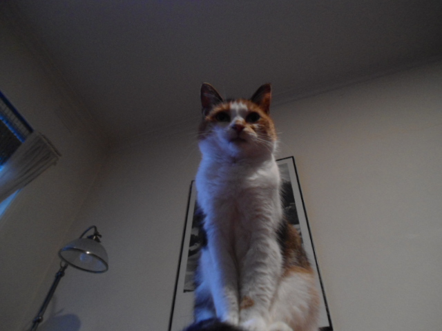 Kitty God